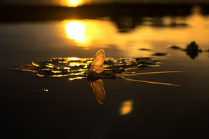 Naplemente fényében Naplemente fényében