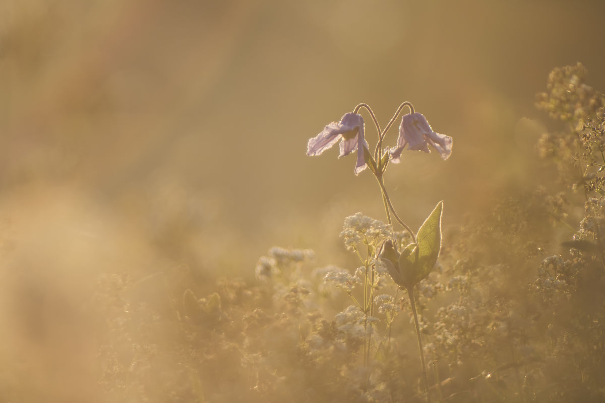 Kovács-Udvari Judit