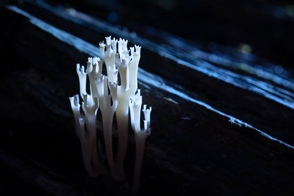 Apró kastély az erdő mélyén