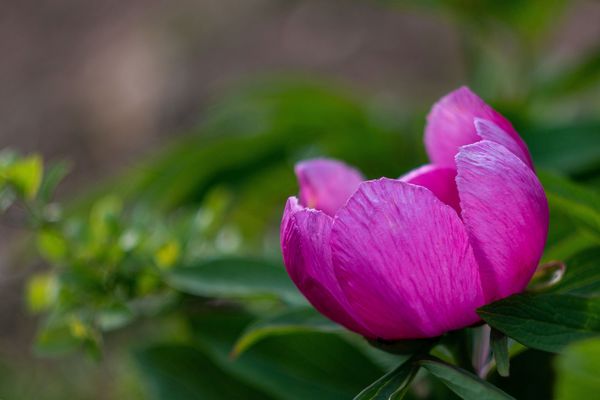 Bánáti bazsarózsa