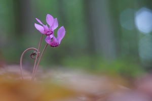 Búcsú a nyártól Búcsú a nyártól