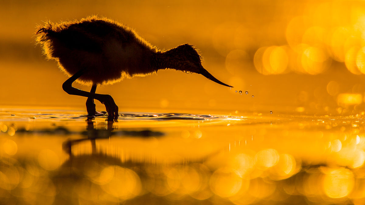 Koncz-Bisztricz Tamás