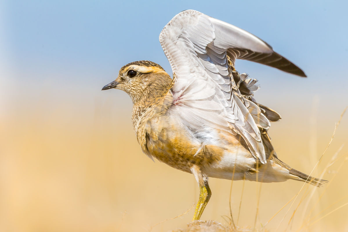 Koncz-Bisztricz Tamás