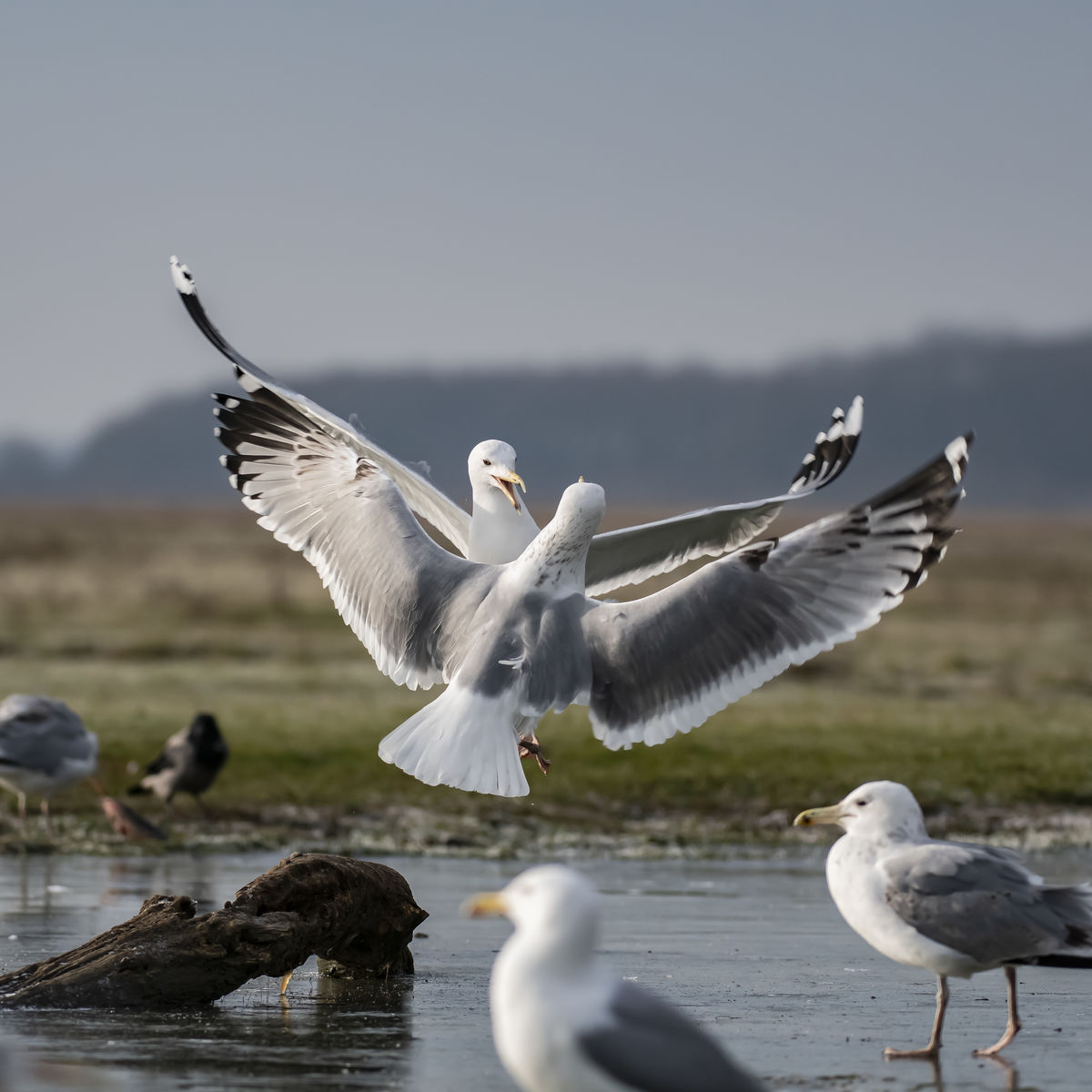 Szentkirályi Ádám