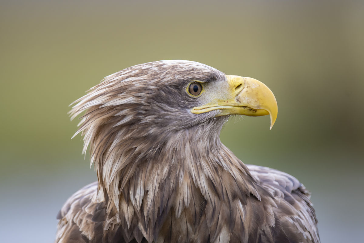 Szentkirályi Ádám