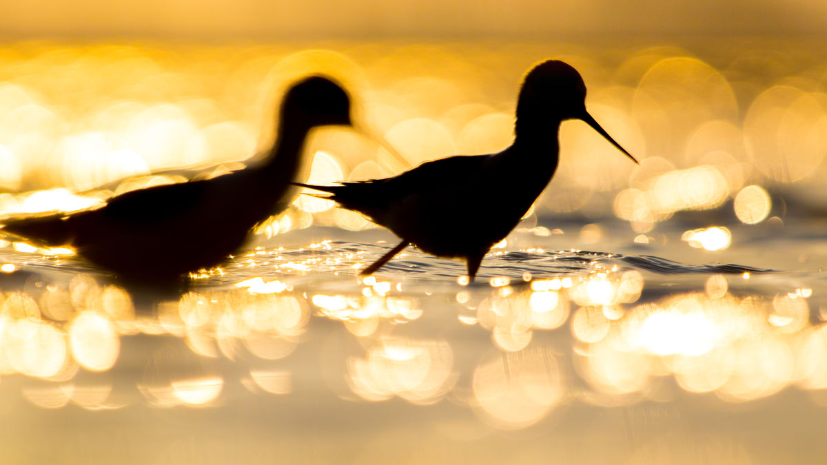 Koncz-Bisztricz Tamás