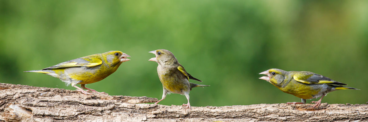Gyenti-Kálvin Kinga