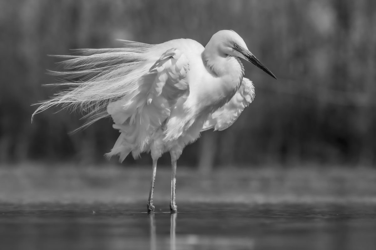 Szentkirályi Ádám