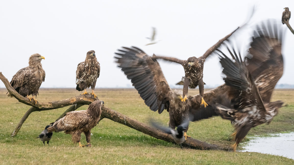 Gémné Kovács Anita