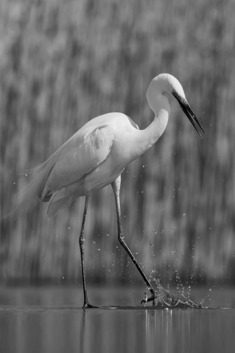 Szentkirályi Ádám