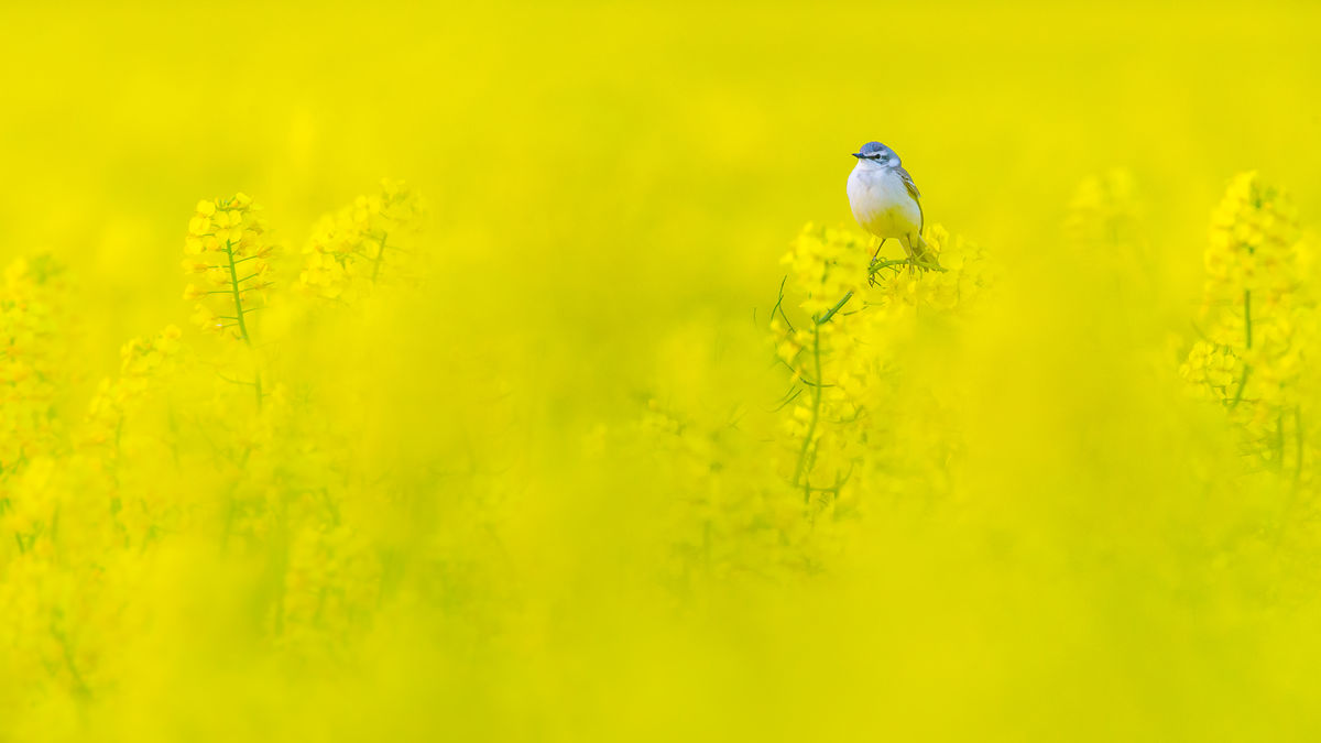 Koncz-Bisztricz Tamás