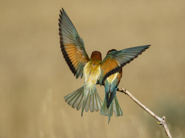 Adj helyet magad mellett...