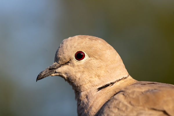 Balkáni gerle portré