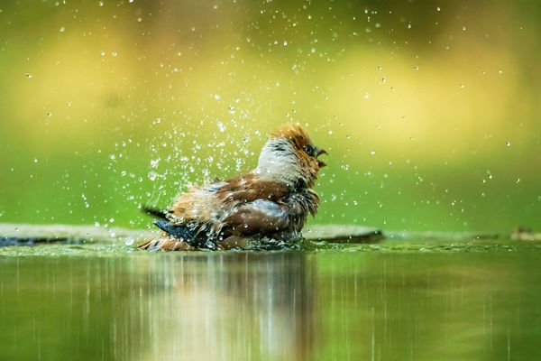 Fürdőző meggyvágó