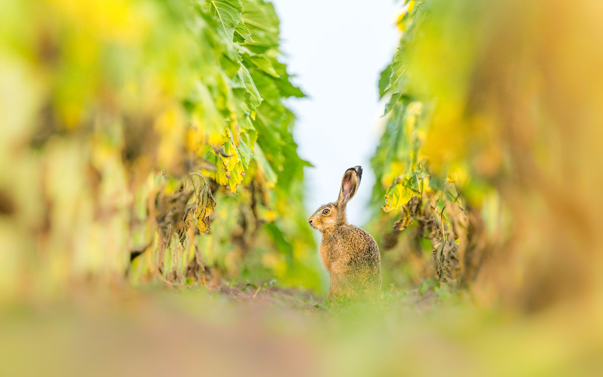 Koncz-Bisztricz Tamás