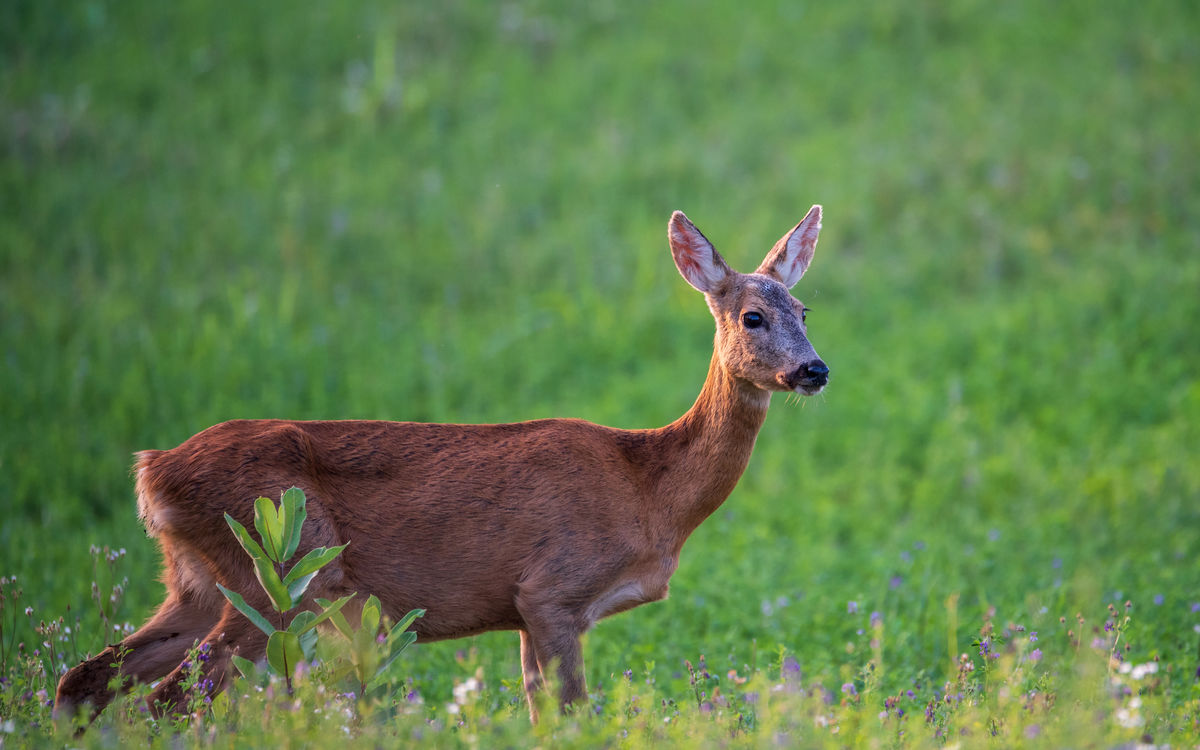 Benke Péter Valentin