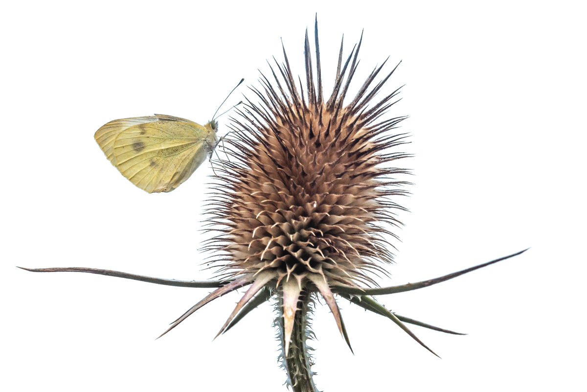 Darányiné Bakos Éva