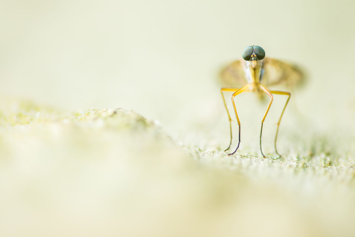 Koncz-Bisztricz Tamás