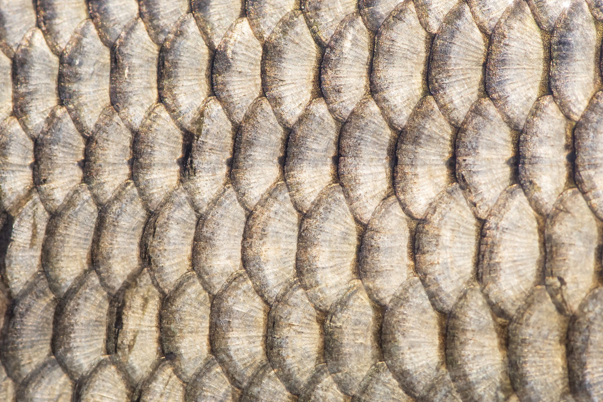 Szentkirályi Ádám