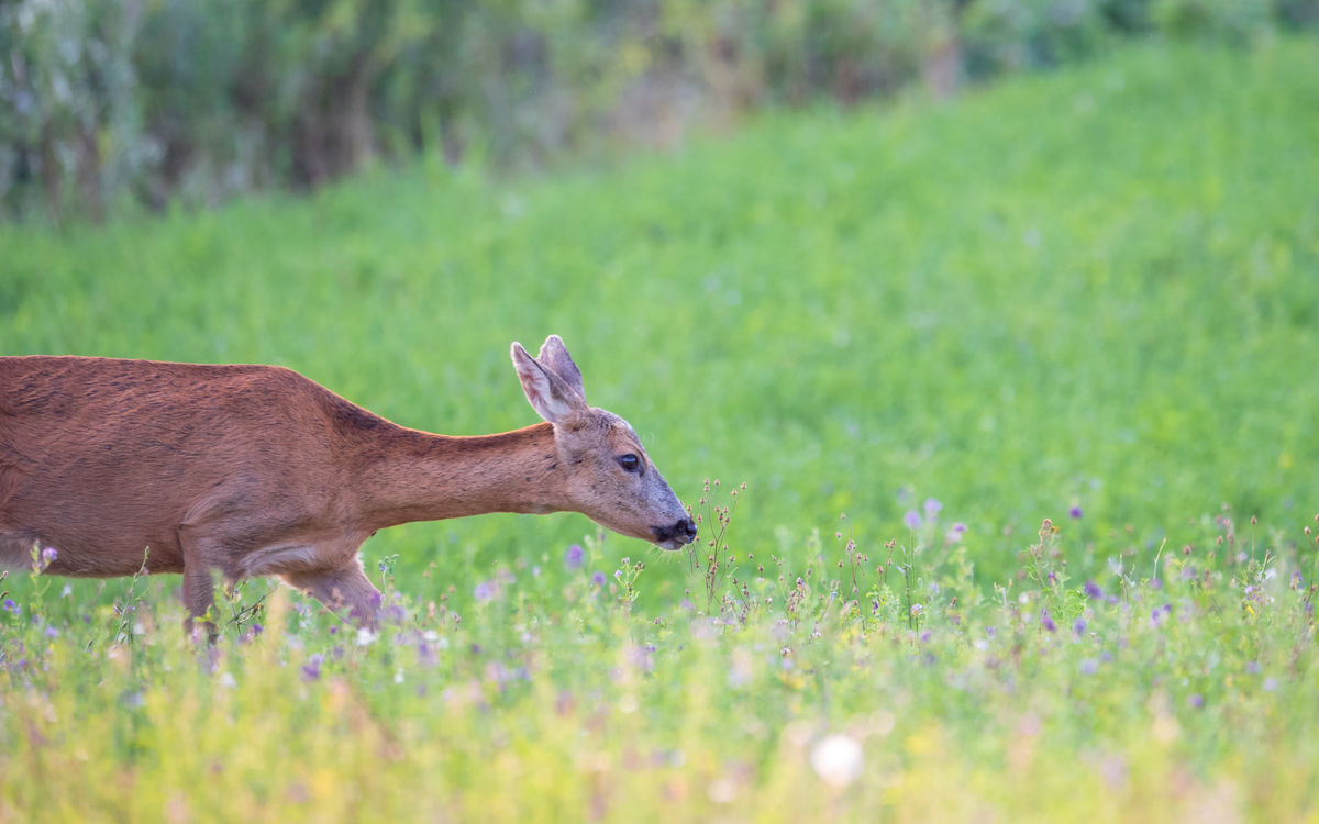 Benke Péter Valentin
