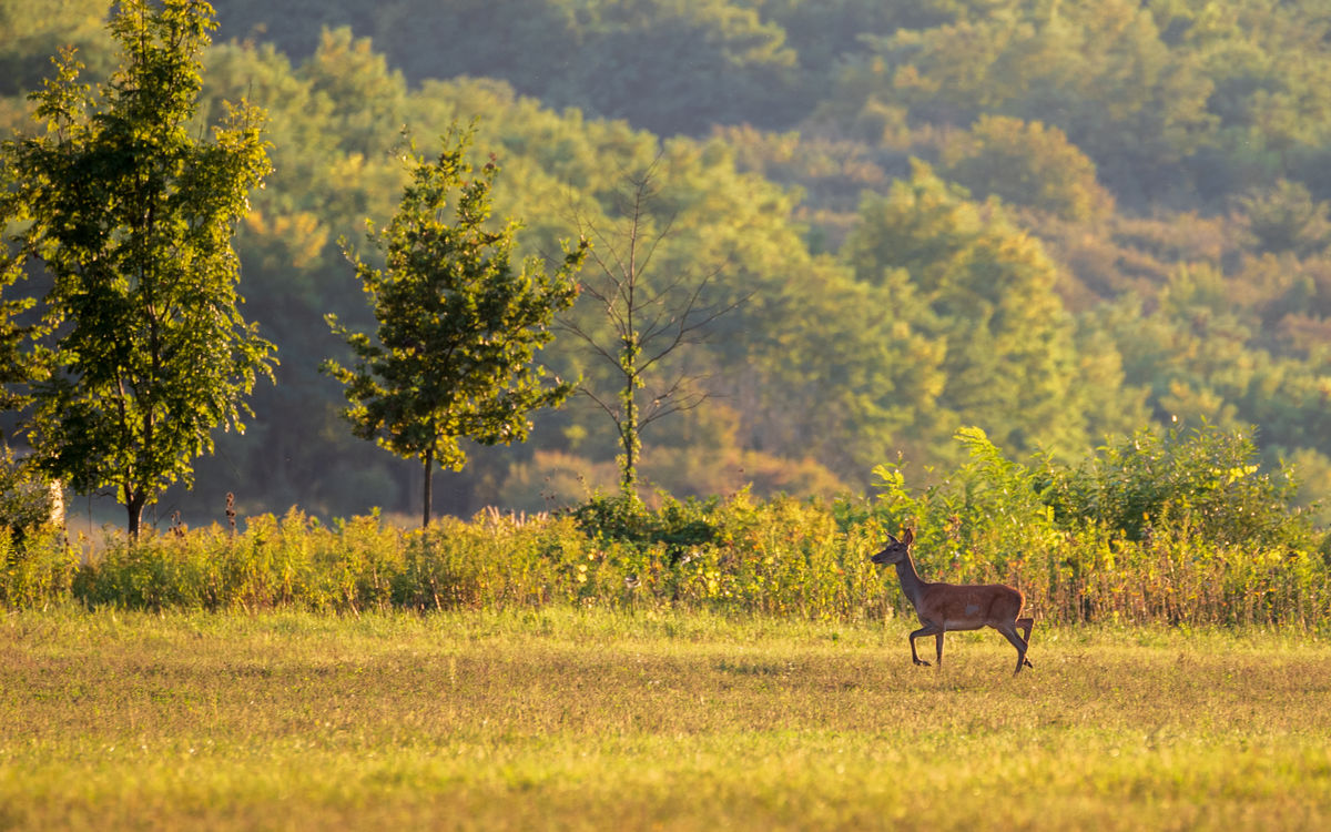 Benke Péter Valentin