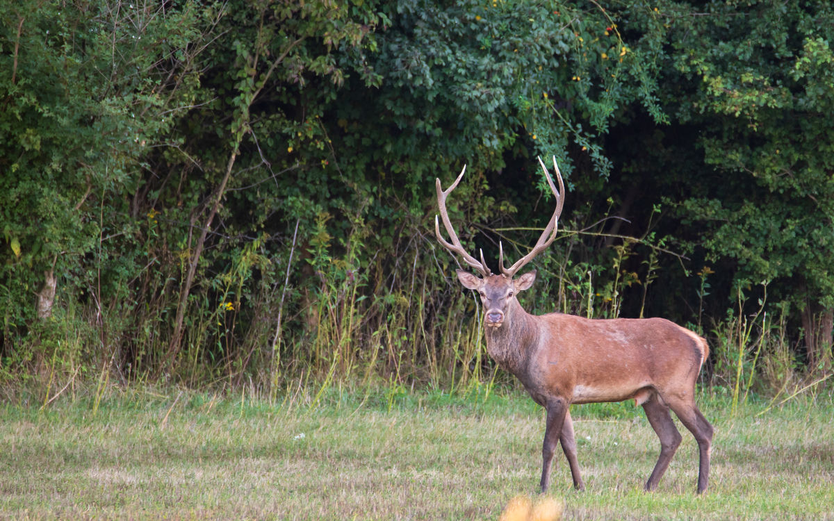 Benke Péter Valentin