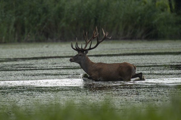 Nyár végi fürdőzés