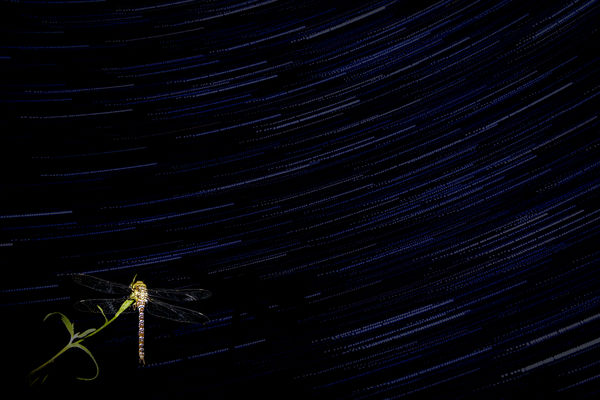 A szitakötő éjjele