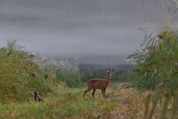 Ködfátyol alatt...
