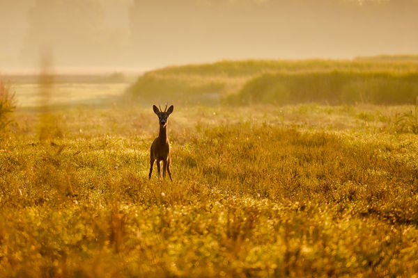 Őszi reggel, őzikével