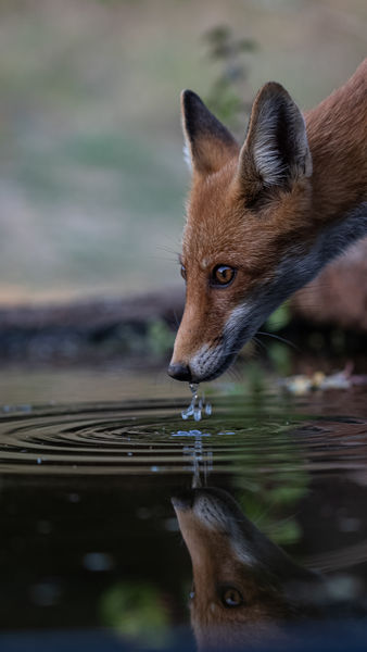 Egy korty életető víz