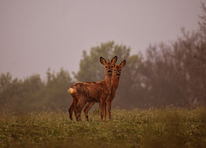 Reggeli pára Reggeli pára