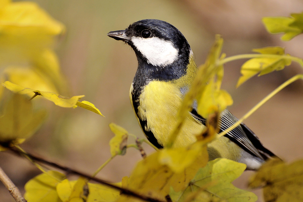 Gaál Zoltán Péter