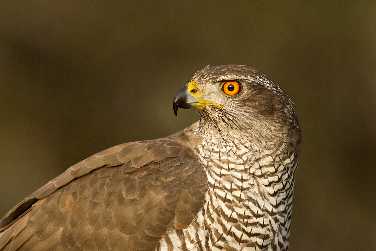Bernáth Sándor dr. 