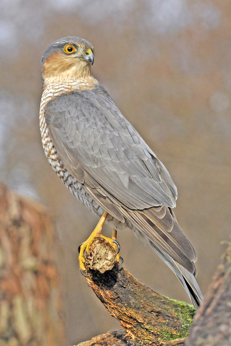 Gaál Zoltán Péter