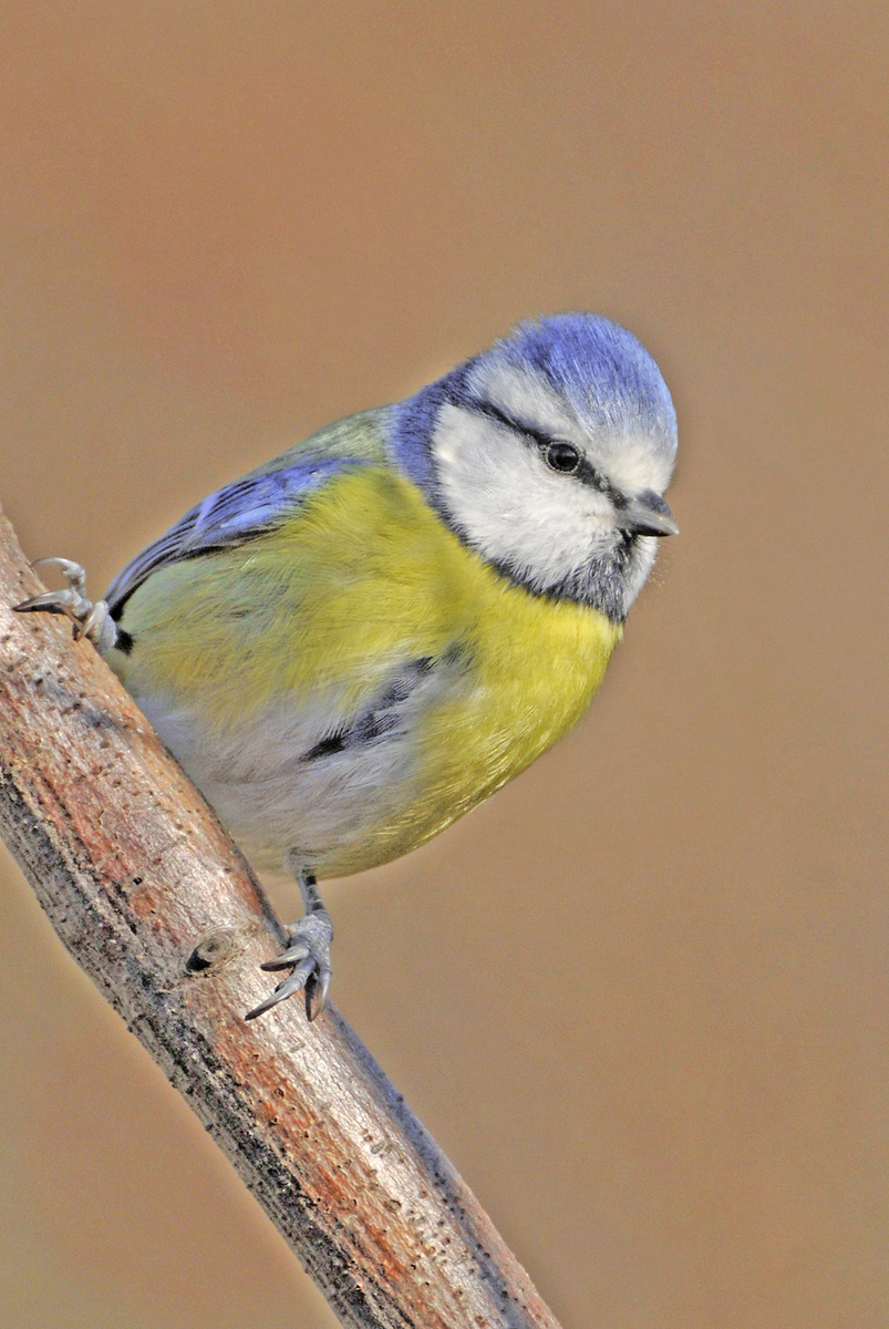 Gaál Zoltán Péter