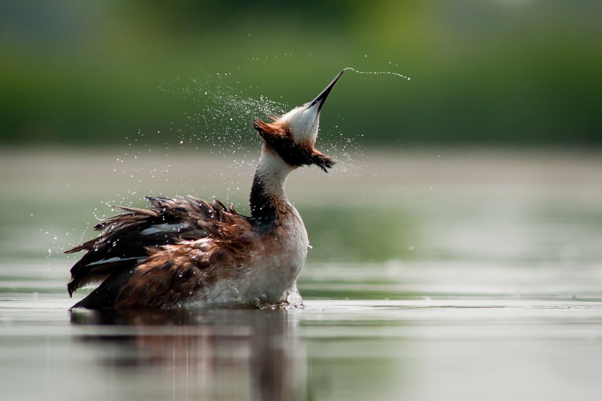 Ribényi Csaba Alfonz