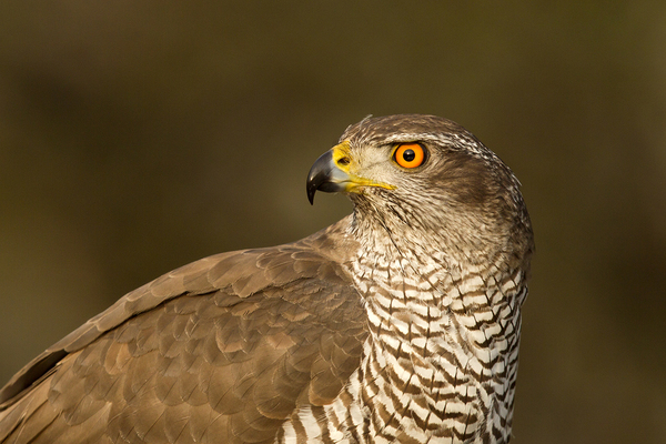 A ragadozó tekintete