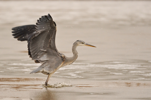 Ügyetlen jégtáncos
