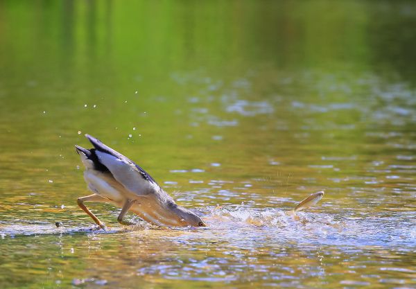 A kis hal szerencséje...