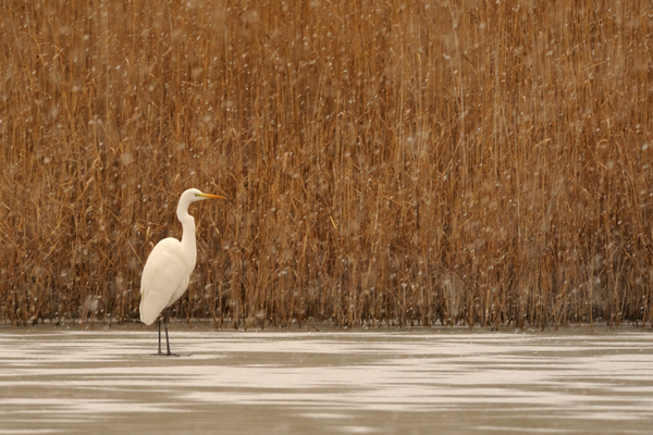 Kócsag a hóesésben
