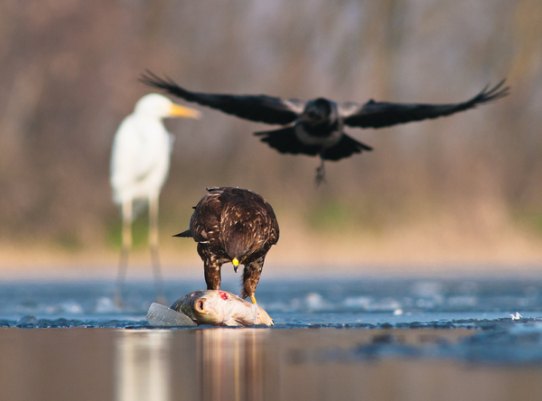 A jó, a rossz, és a csúf