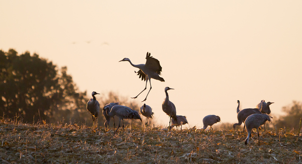 Még egy terítéket!