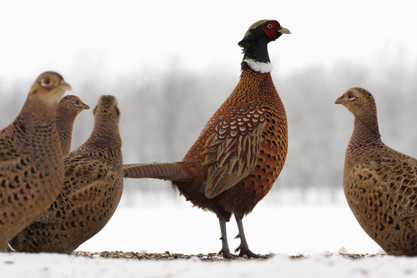 Ki az úr a házban?