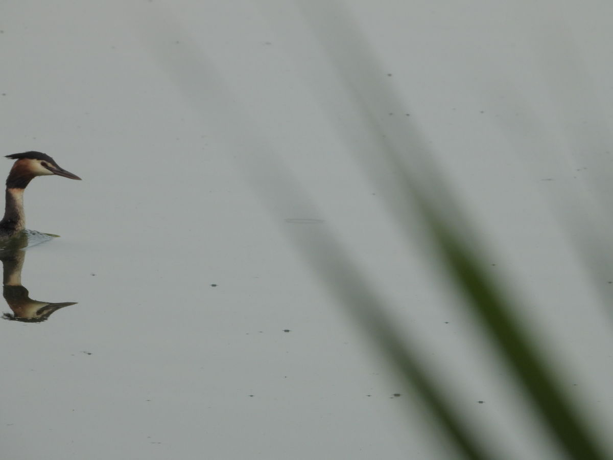 Kónya Máté Bertalan