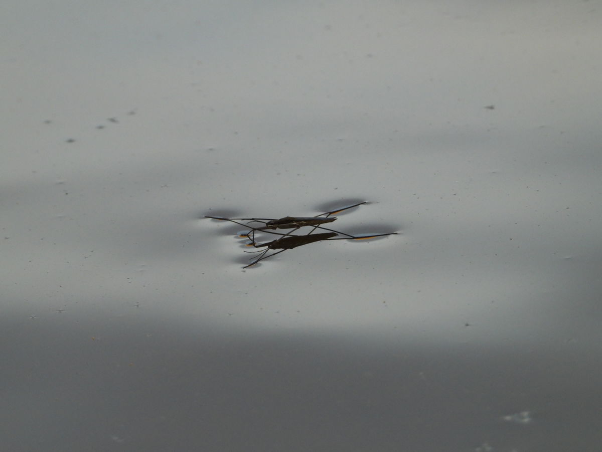 Kónya Máté Bertalan