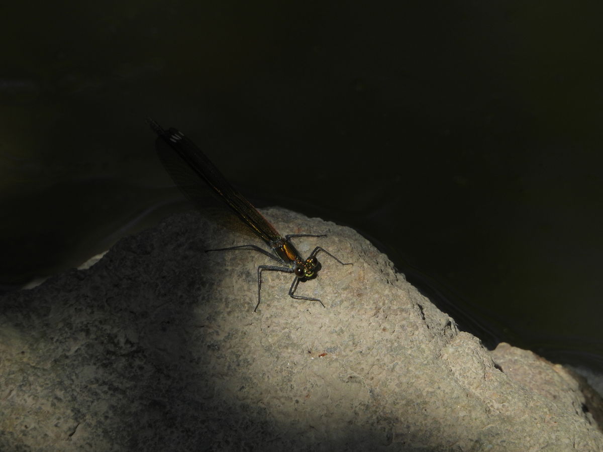 Kónya Máté Bertalan