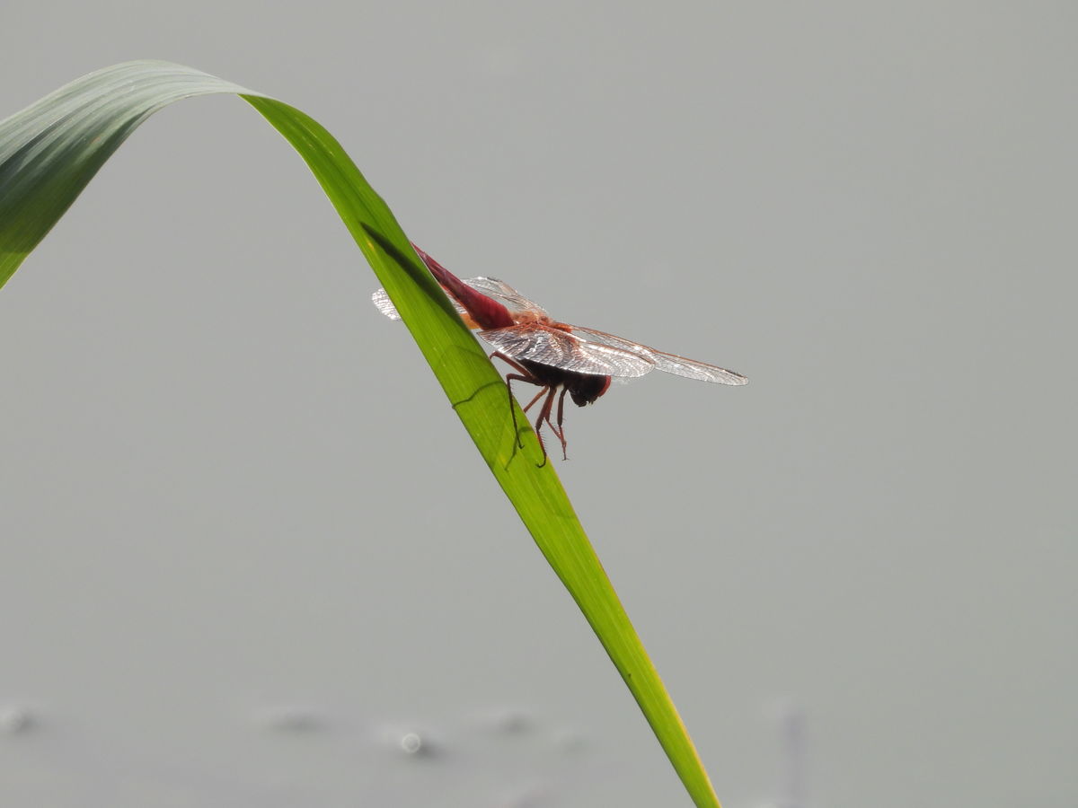 Kónya Máté Bertalan