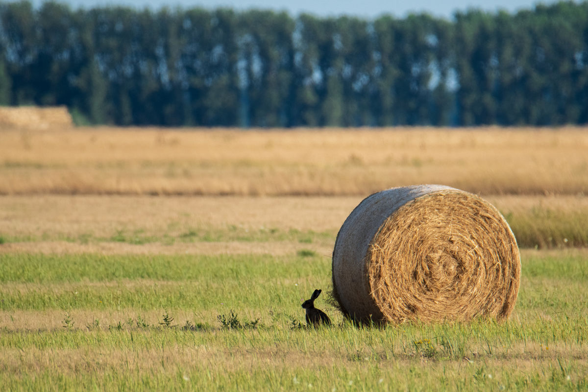 Gémné Kovács Anita
