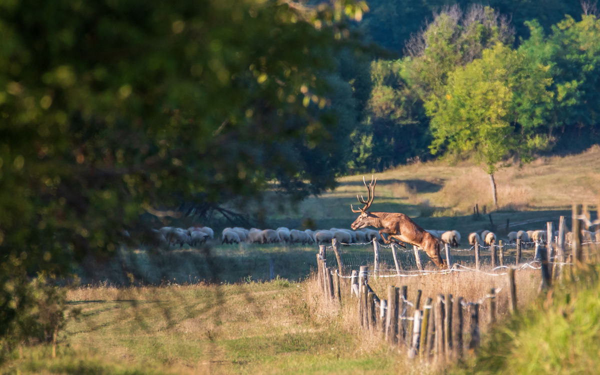 Benke Péter Valentin